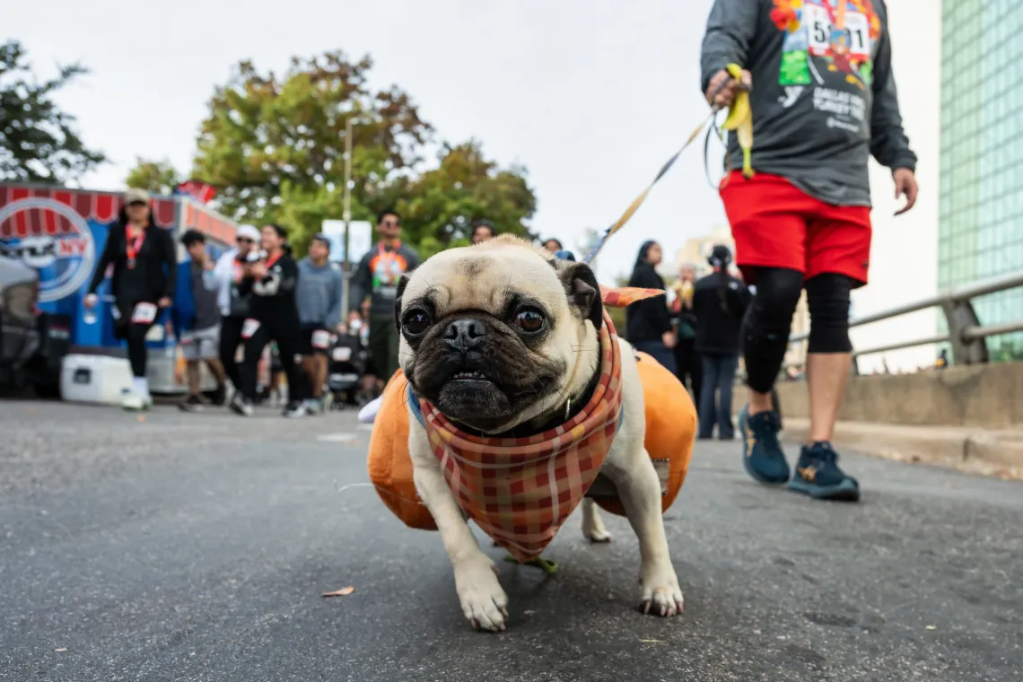 Trot Dog